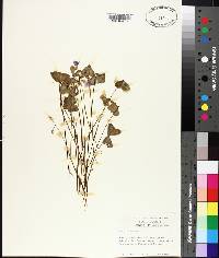 Oxalis violacea image