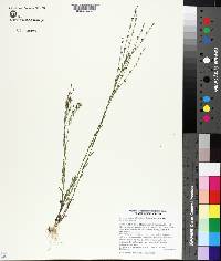 Linum medium var. texanum image