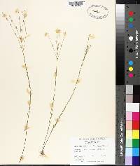 Linum virginianum var. floridanum image