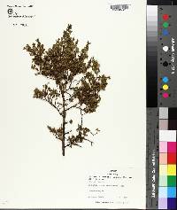 Larrea tridentata image