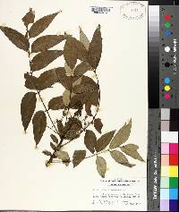 Zanthoxylum clava-herculis image