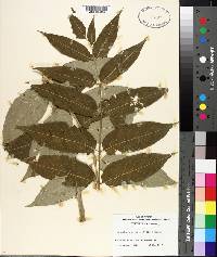 Ailanthus altissima image