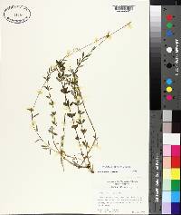 Polygala boykinii image