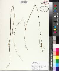 Polygala incarnata image