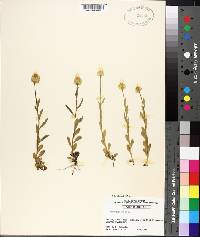 Polygala lutea image