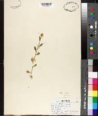 Polygala lutea image