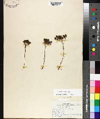 Polygala ramosa image