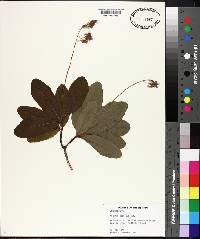 Cotinus obovatus image