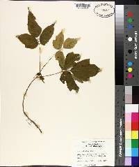 Toxicodendron pubescens image