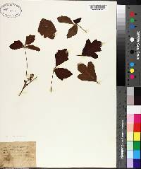 Toxicodendron pubescens image