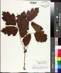 Toxicodendron pubescens image