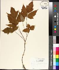 Toxicodendron pubescens image