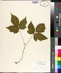 Toxicodendron pubescens image