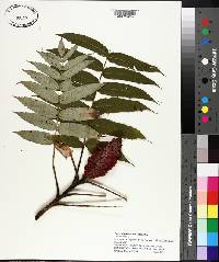 Rhus typhina image