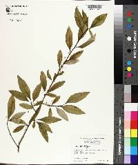 Ilex ambigua image