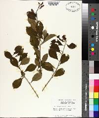 Ilex ambigua image