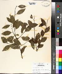 Ilex ambigua image