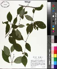 Ilex ambigua image