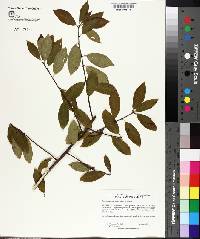 Ilex amelanchier image