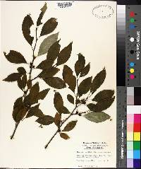 Ilex ambigua image