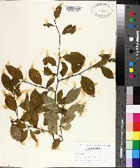 Ilex ambigua image