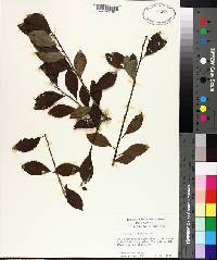 Ilex ambigua image