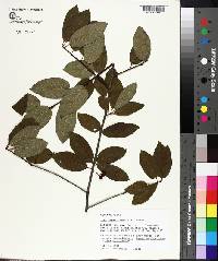 Ilex amelanchier image