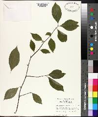 Ilex ambigua image