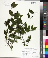 Ilex ambigua image