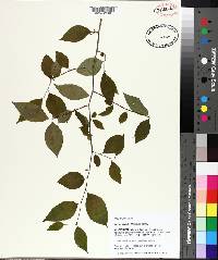 Ilex ambigua image