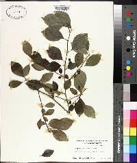 Ilex ambigua image