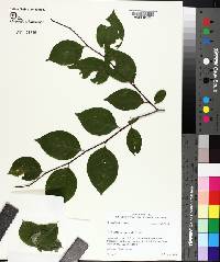 Ilex ambigua image