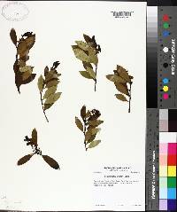 Ilex coriacea image