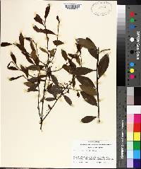 Ilex coriacea image