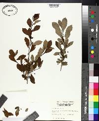 Ilex longipes image