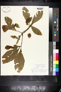 Aesculus pavia image