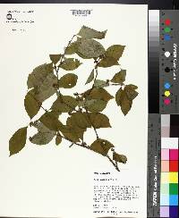 Ilex ambigua image