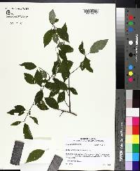 Ilex longipes image