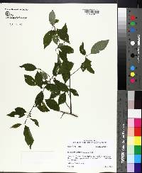 Ilex longipes image