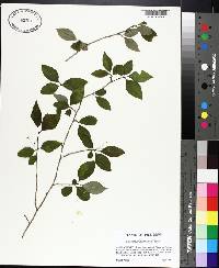 Ilex longipes image