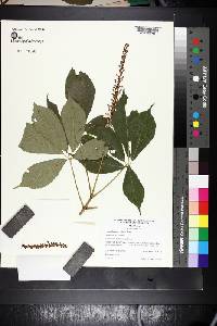 Aesculus parviflora image