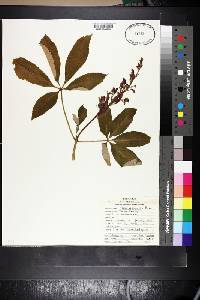 Aesculus discolor image