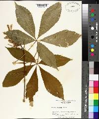 Aesculus sylvatica image