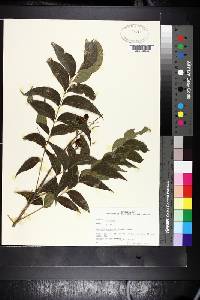 Sapindus saponaria image