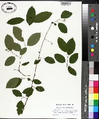 Berchemia scandens image