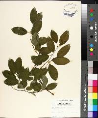 Berchemia scandens image