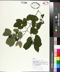 Berchemia scandens image