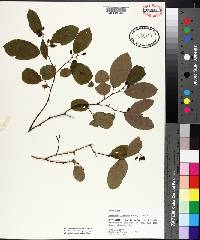 Berchemia scandens image