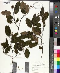 Berchemia scandens image