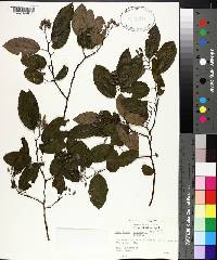 Berchemia scandens image